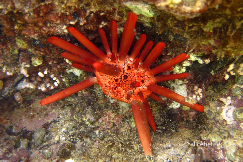 Griffelseeigel (Heterocentrotus mammillatus)